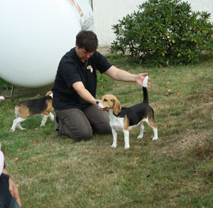 Beagle Alicia in Soltau